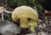čirůvka osiková (Houby), Tricholoma frondosae (Fungi)